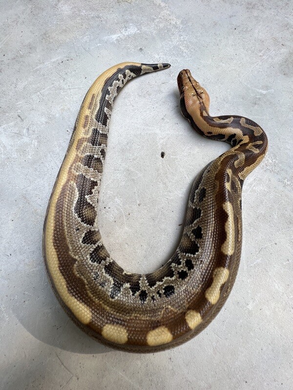 2022 Borneo Short Tail Python, MALE