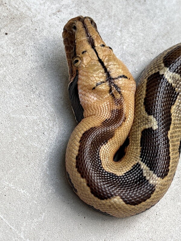 2022 Borneo Short Tail Python, FEMALE