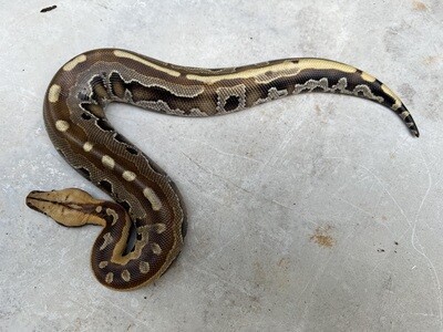 2022 Borneo Short Tail Python, MALE