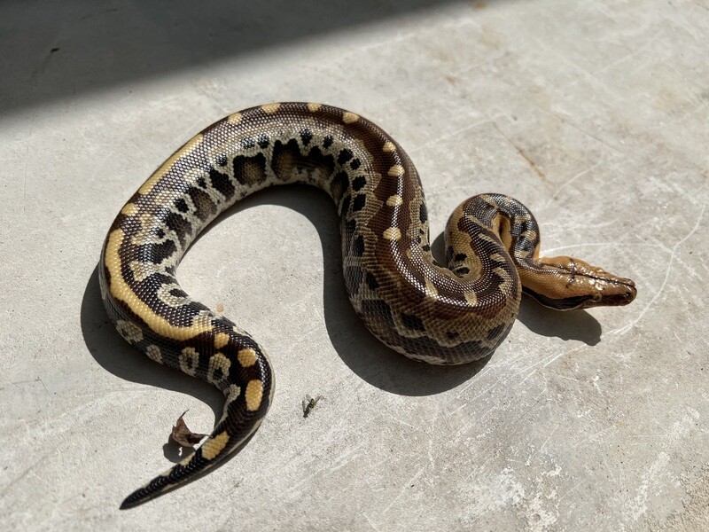 2022 Borneo Short Tail Python, FEMALE, AR511-BST-2022