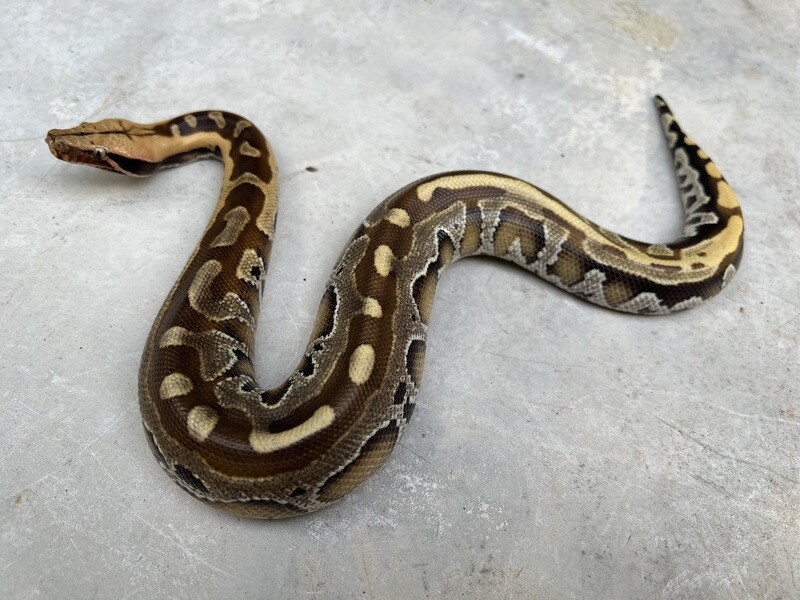 2022 Borneo Short Tail Python, MALE