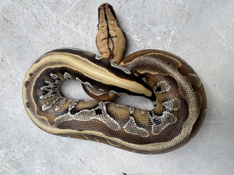 2022 Borneo Short Tail Python, MALE