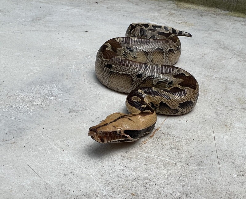 2022 Borneo Short Tail Python, MALE, AR513-BST-2022-MALE