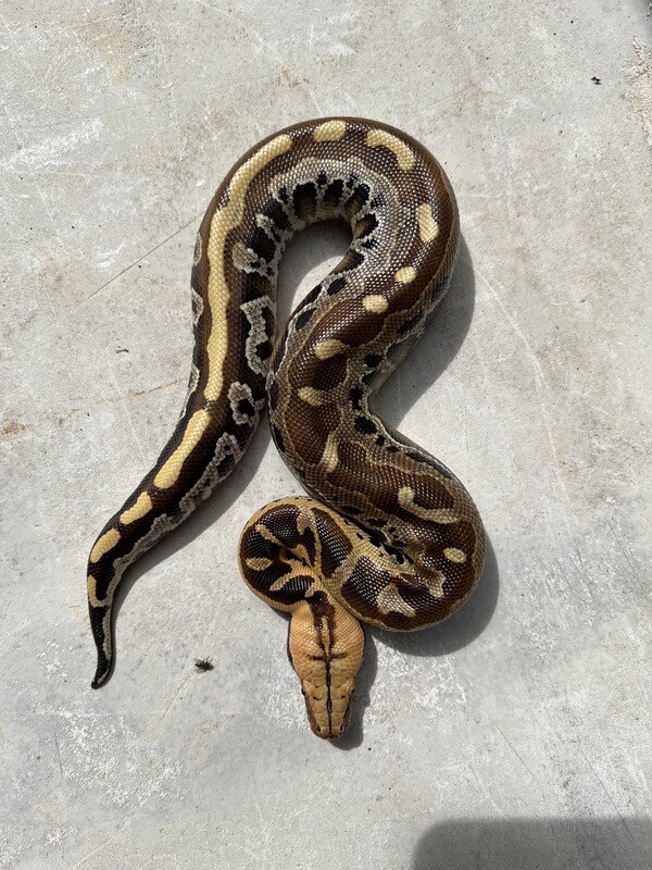 2022 Borneo Short Tail Python, FEMALE, AR512-BST-2022