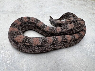 FEMALE, Maxx Pink Argentine Boa, 4th Generation produced at Ancient Reproductions, AR104