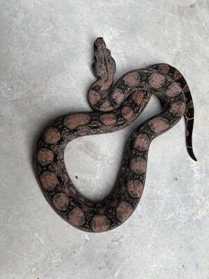 FEMALE, Maxx Pink Argentine Boa, 4th Generation produced at Ancient Reproductions, AR103