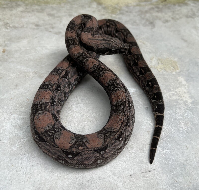 FEMALE, Maxx Pink Argentine Boa, 4th Generation produced at Ancient Reproductions, AR102