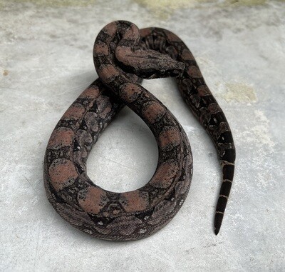 FEMALE, Maxx Pink Argentine Boa, 4th Generation produced at Ancient Reproductions, AR102