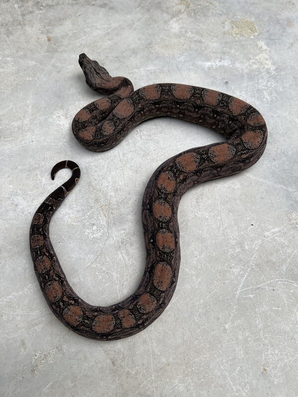 FEMALE, Maxx Pink Argentine Boa, 4th Generation produced at Ancient Reproductions, AR101