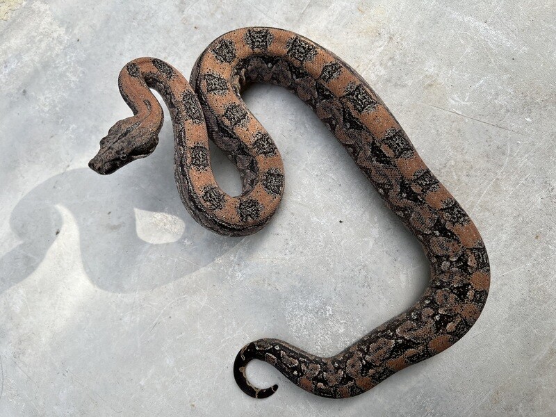 FEMALE, Maxx Pink Argentine Boa, 4th Generation produced at Ancient Reproductions, AR200