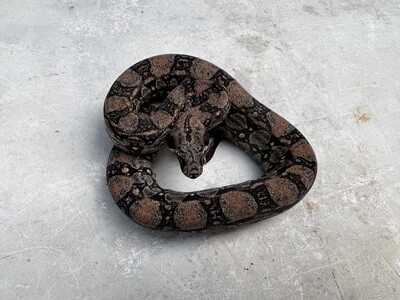 FEMALE, Maxx Pink Argentine Boa, 4th Generation produced at Ancient Reproductions, AR201