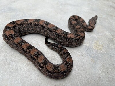 FEMALE, Maxx Pink Argentine Boa, 4th Generation produced at Ancient Reproductions, AR107
