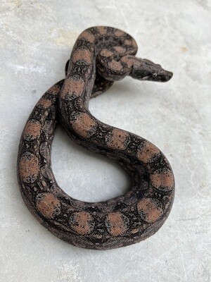 MALE, Maxx Pink Argentine Boa, 4th Generation produced at Ancient Reproductions, AR108