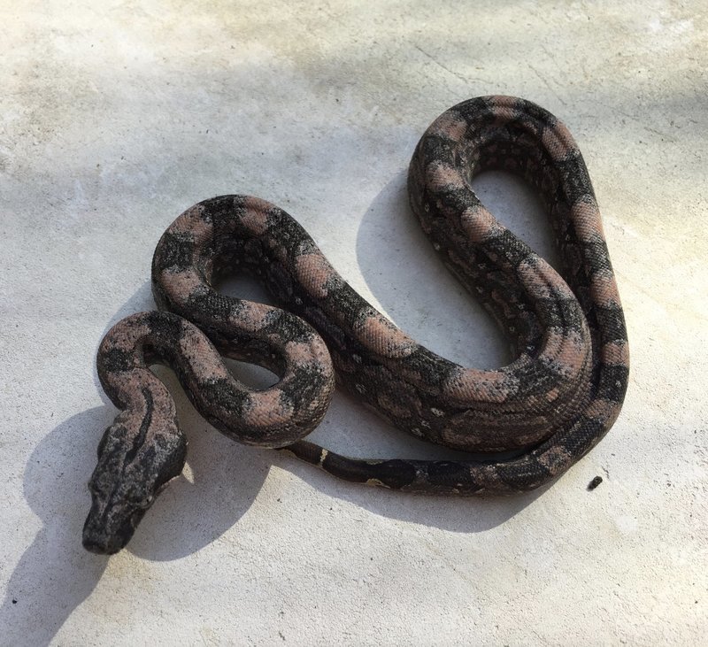 "Maxx Pink" Argentine Boa,