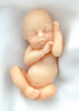 Baby Innocence: Model of a baby at 12-13 weeks (light skin tone) M-12wh-Innoc
