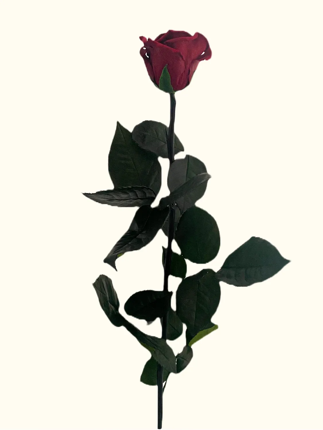 Einzel Infinity Rose - jetzt kaufen 