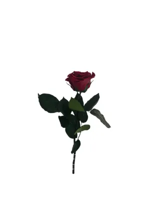 Infinity Einzel Rose - romantische Geschenkidee aus Frankfurt