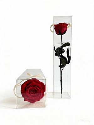 Infinity Einzel Rose - romantische Geschenkidee aus Frankfurt