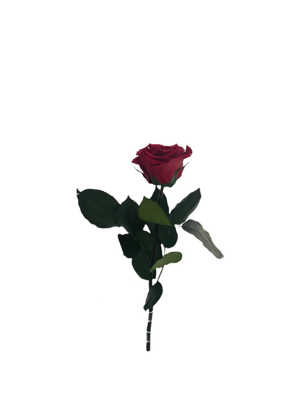 Single Infinity Rose