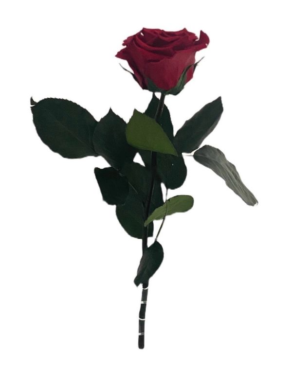 Single Infinity Rose Single Infinity Rose mit Express Lieferung in Frankfurt