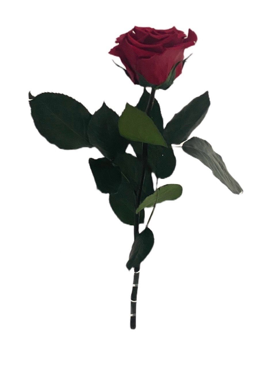 Single Infinity Rose