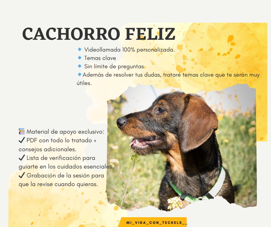 Asesoría Cachorro Feliz Asesoría Cachorro Feliz