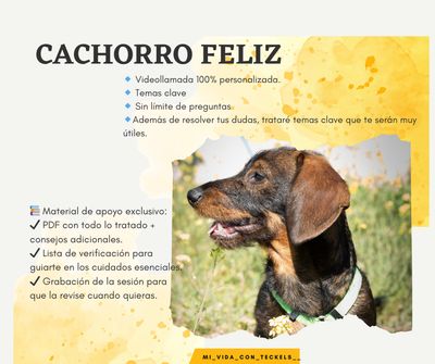 Asesoría Cachorro Feliz Asesoría Cachorro Feliz