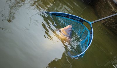 Landing Nets &amp; Handles