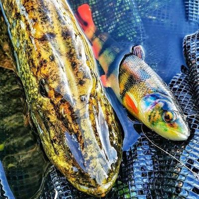 Lures (Soft)