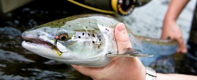 Fly Lines (Salmon)