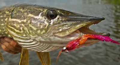 RIO MAINSTREAM PIKE - FLOATING