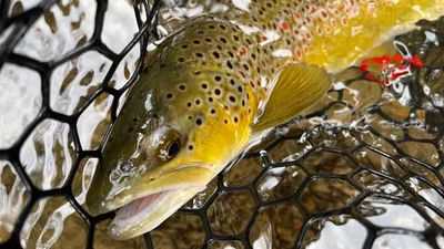Trout/Salmon Nets