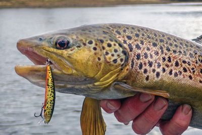 Lures (Crankbaits)