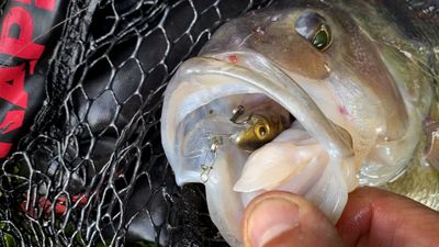 Lures (Crankbaits)