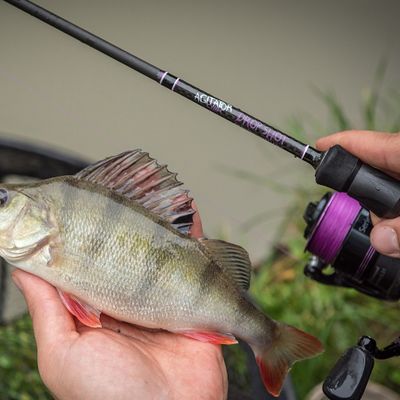 Rods (Dropshot &amp; Ultralight Spin)