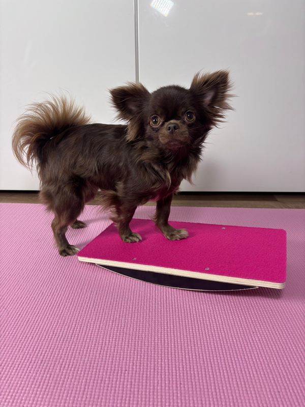 Kleintierwippe Größe 1