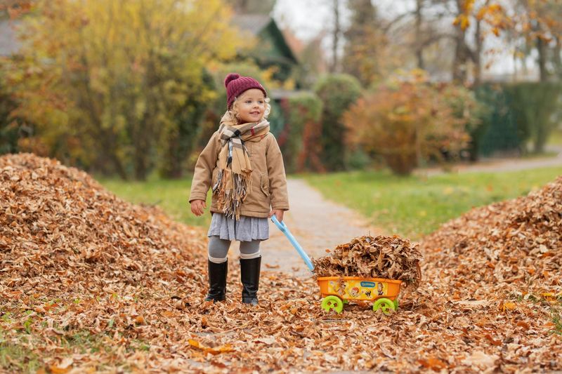 Leaf Removal Services