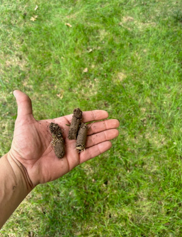 Lawn Aeration
