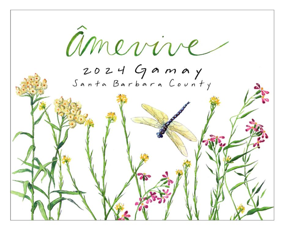 Âmevive Gamay 2024, Santa Barbara County, California