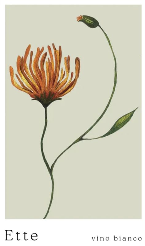 Summer Wolff 'Ette' 2023, Piedmont, Italy