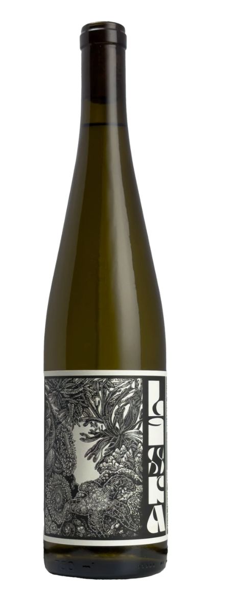 Liska 'Heceta' White 2025, Willamette Valley, Oregon