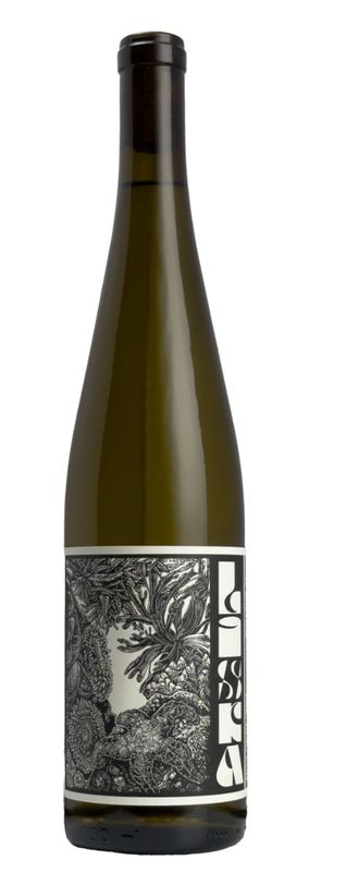 Liska 'Heceta' White 2025, Willamette Valley, Oregon