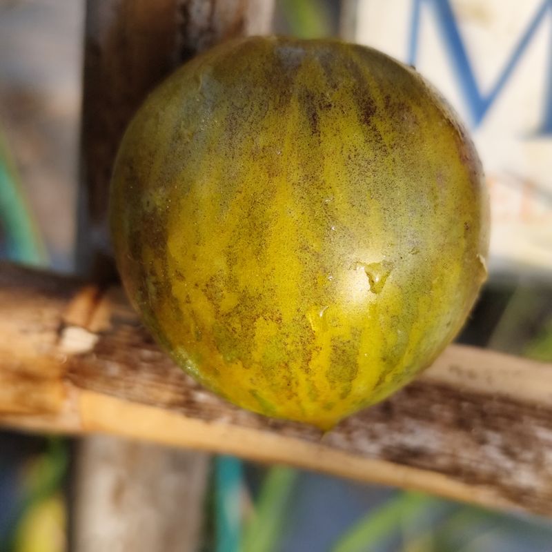 Tomate Lunnyi Kamen, 10 Semillas (372)