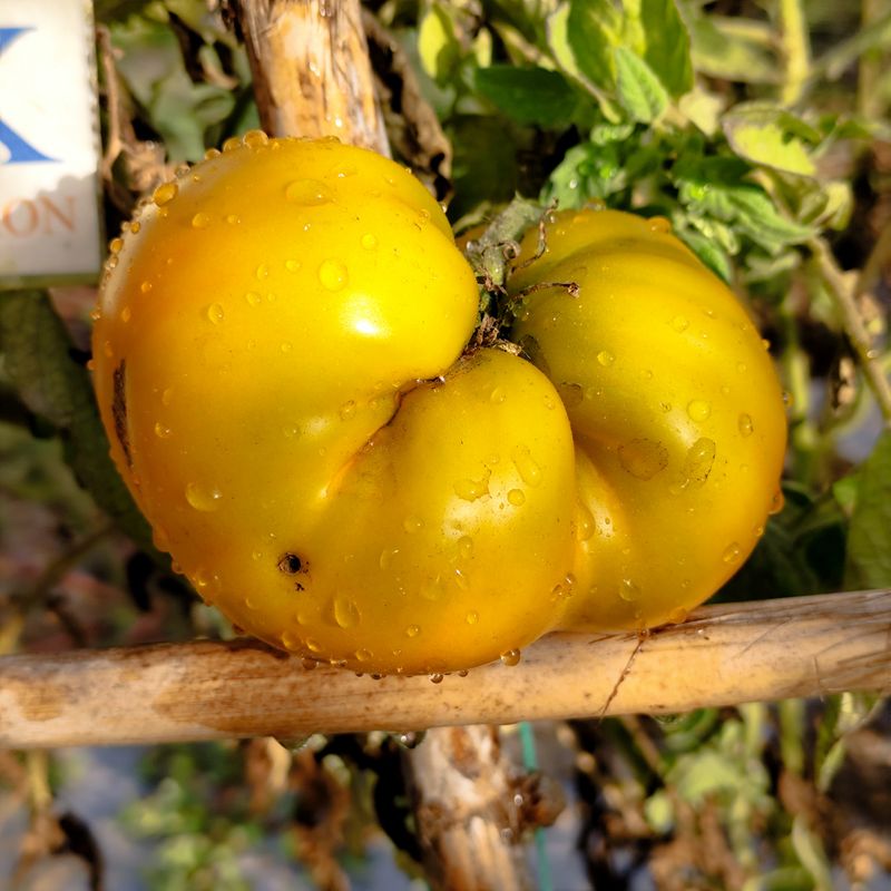 Tomate Moya Verde , 10 Semillas (340)