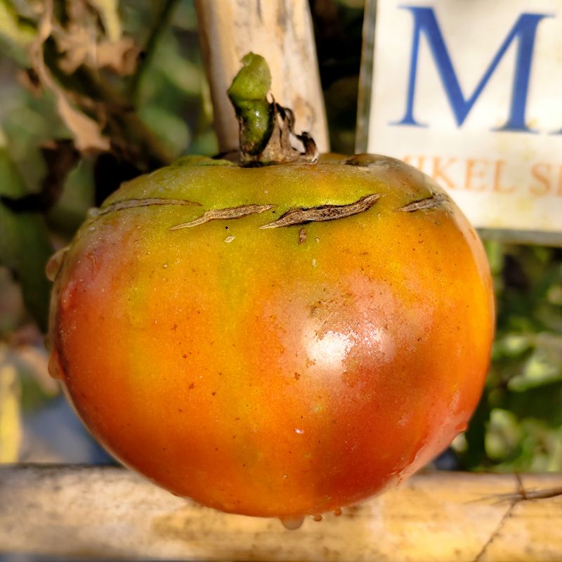Tomate Giant Black Ukrainian , 10 semillas (378)