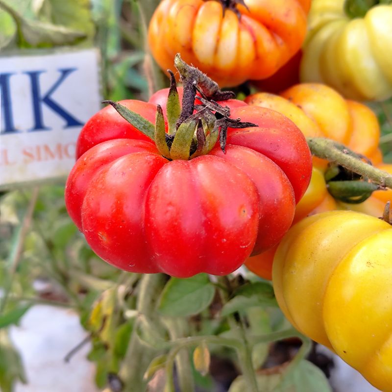 Tomate Black Hawk , 10 Semillas (314)