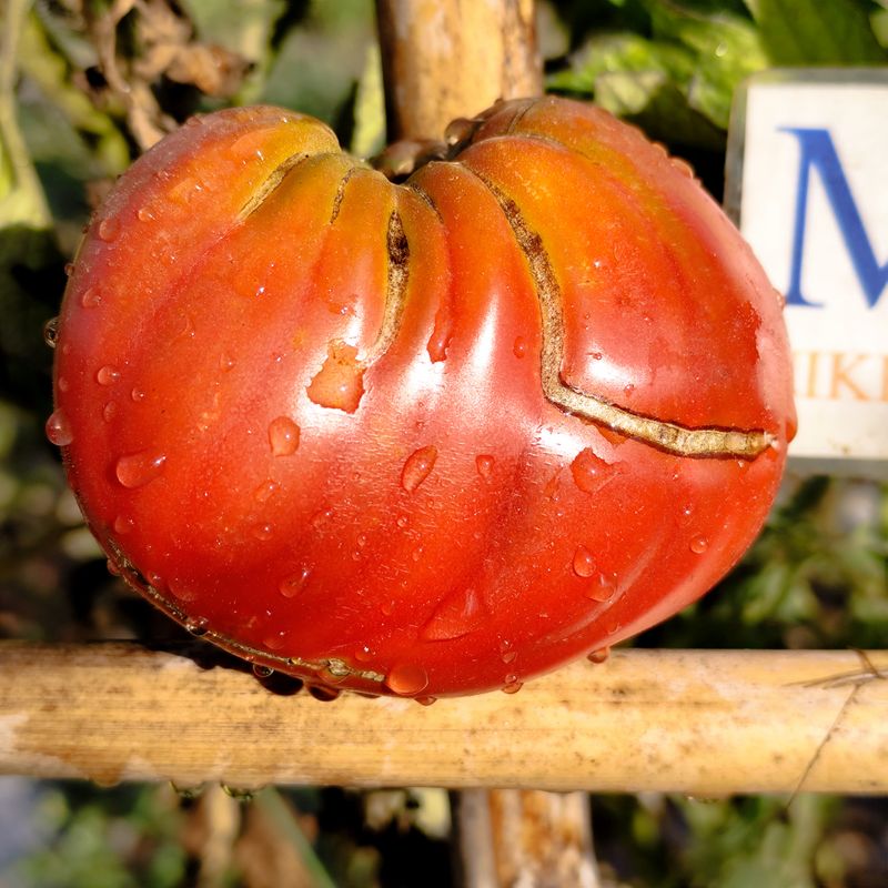 Tomate Dwarf Pink Pasion , 10 semillas (237)