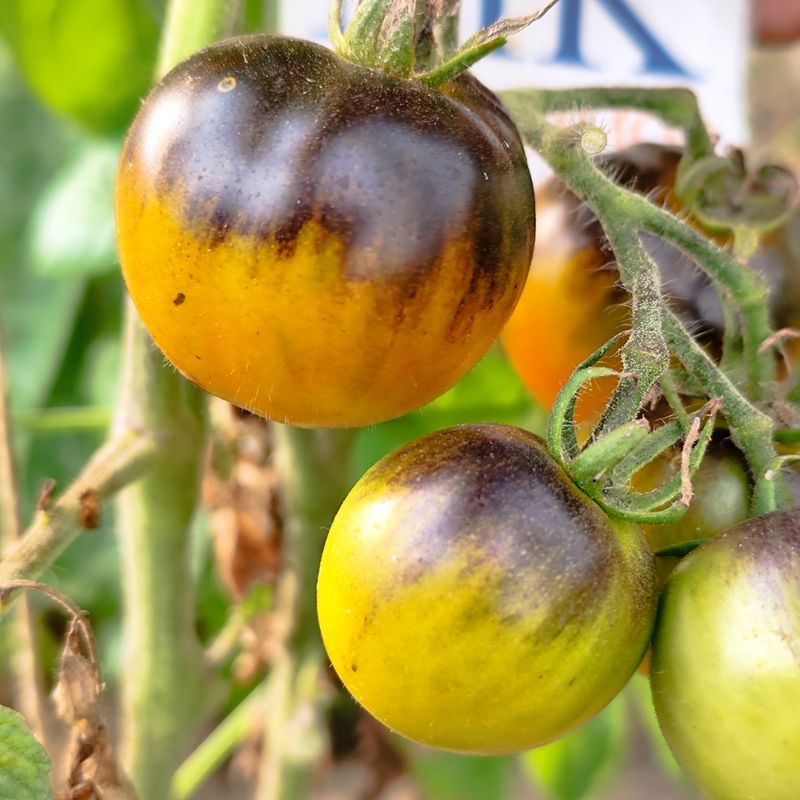 Tomate Copper Olive , 10 semillas (418)