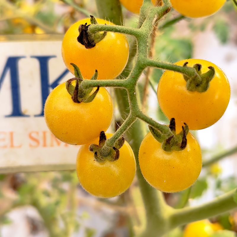 Tomate Coyote , 10 semillas (439)