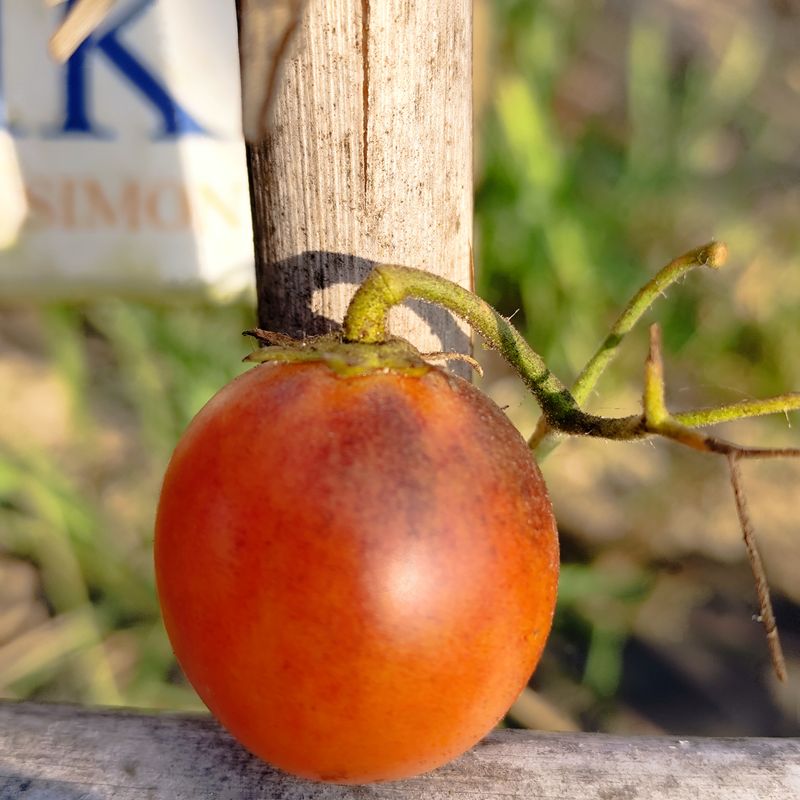 Tomate Rio , 10 semillas (411)